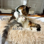 猫とお酒と日々のこと