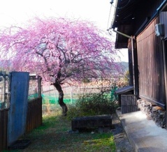 見事なしだれ梅