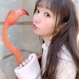 『[イコラブ] 大谷映美里「フラミンゴにちゅーしてきました…」のツイに、しょこが反応【=LOVE(イコールラブ)】』の画像