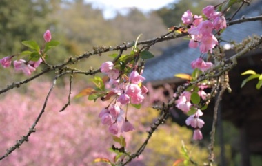 『鎌倉の花々　２　海棠の梢』の画像