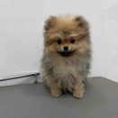 359563 ポメラニアン シャンプーセット アリオ上田店 大津