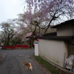 柴わんこと暮らす日々