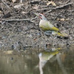 野鳥は可愛い♪ ２
