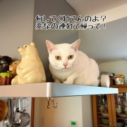 栄華、栄冠のお届けでした♪