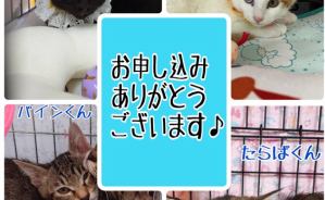 昨日は秘密結社ねこのひげ譲渡会♪