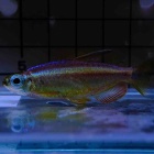 『足立店直輸入コンゴ便Part①』の画像