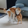 まる子のペース