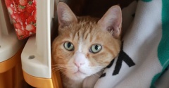 バター最中とひっそり猫。