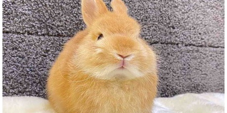 うさぎブログ うさぎのしっぽ公式ブログ「日々しっぽ」 - オレンジ