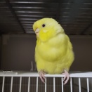 ハル、うた歌う