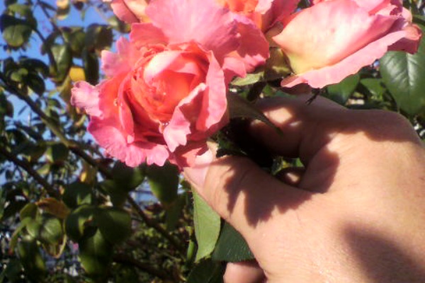 バラと酒に酔いしれて 黒点病