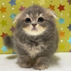 『新しいねこちゃんの紹介です😸』の画像