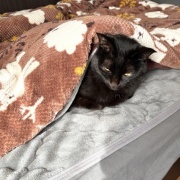 【猫写真】布団の横から顔を出すアヤちゃん