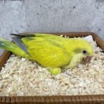 モンク ファーム