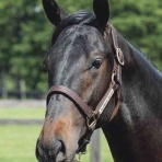 新入一口馬主の活動履歴