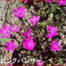 アングルへのサーブはショートアングルにリターン