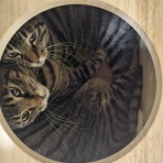 みゅうたんとびったん 猫日記