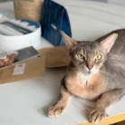 梨さん便『SNOWS』のお菓子とかお米とか