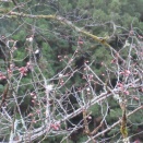 3月気合の龍の朝のお茶