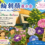 『「第57回 大輪朝顔展示会」があいパルを会場に、今年も7月29日(水)から8月4日(火)に開催されます。時間は朝顔が開く午前8時から11時まで。ぜひ足をお運びください!』の画像