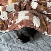 夫の今日の猫自慢