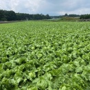 北軽井沢の夏の高原野菜の様子(2025.08.26)