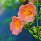 #5058 ほいほいとここまで来られたわけぢやない君待つ道に凌霄花咲く