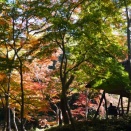「特別名勝　六義園」の紅葉　～令和徒然紀行～