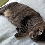 今を生きる～猫と共に