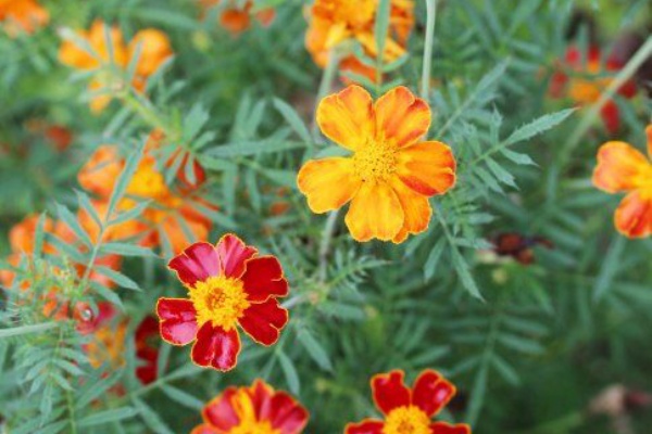 植物のある暮らし 黄色 オレンジ系の花
