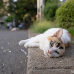 画像フォルダは猫ばかり