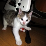『我が家に子猫が来ました』の画像