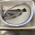 太刀魚は難しい