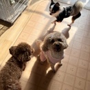 アットホームな環境でのお預かり