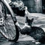 『生きている奇跡』の画像