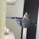 子猫からしか得られない栄養がある