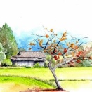 変わった「花言葉」を持つ草花たち「柿」　ミステリアスで壮大な「花言葉」