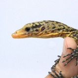 『【新入荷】ミズコブラモドキ、イエローヘッドモニター、エミスムツアシガメなど色々入荷しております。』の画像