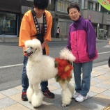 『わんわんパレード🐶⭐️⭐️』の画像