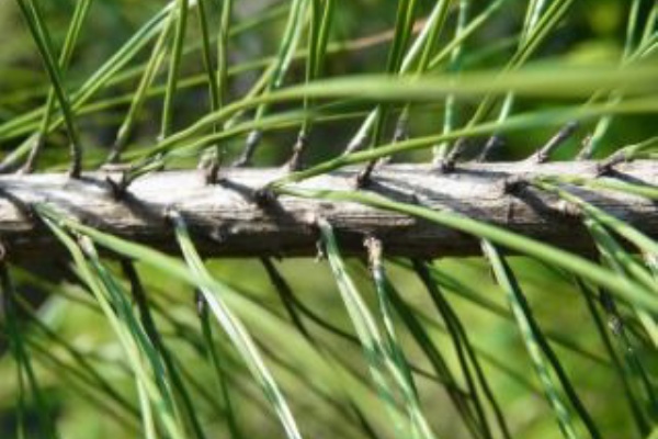 マツには葉形の異なる二種類の葉がある 好奇心の植物観察