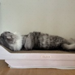 猫とふたり暮らし～evaとaiaiの日常～