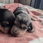 ペットのスペシャリストを目指して!!