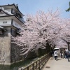 兼六園の桜