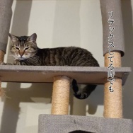 計画的犯行やろ。と、和紙の翼つくりました。