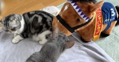 ドウデュースのぬいぐるみを見た猫がしたこと
