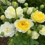 姫路ばら園便り