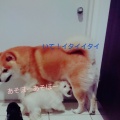 ２匹の仲