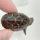 『ミシシッピニオイガメベビー入荷しました！』の画像