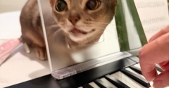 飼い主のピアノに興味津々すぎる猫たち
