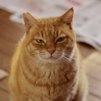 日だまりの中で　ゆるりん　ふわりん　Cafe